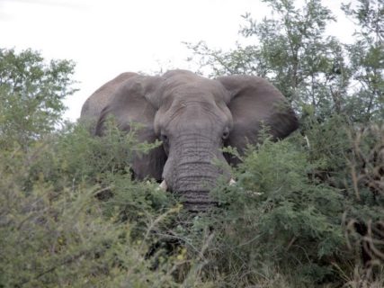 African Biosphere - Photo: Guillaume Ajavon