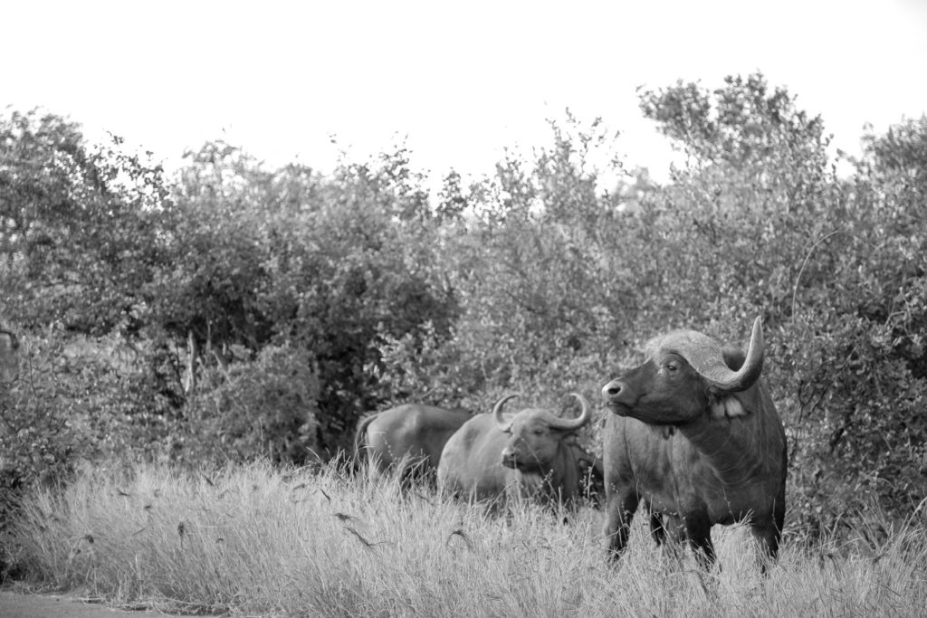 Réserve de biosphère africaine - Afrique du Sud - Photo: Guillaume Ajavon