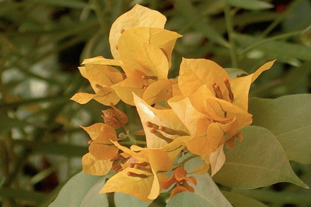 Africa Blooming - Artisanat et créativité africaine